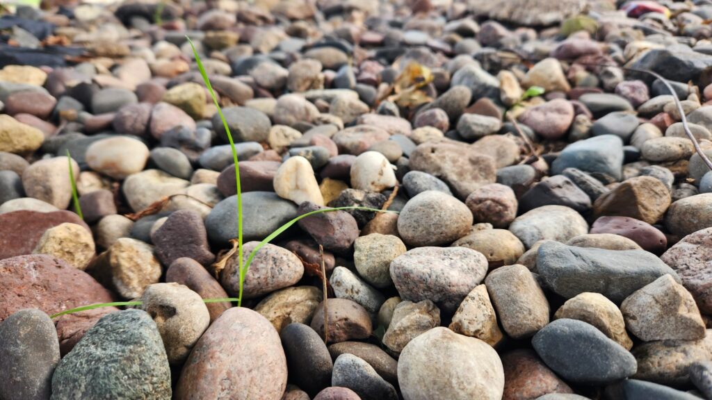 Blades of Grass Sprouting from a Rock Garden
