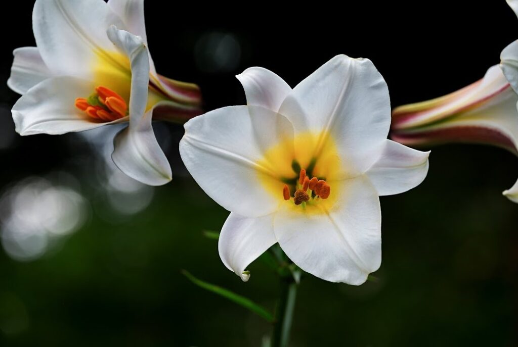 Easter Lilies