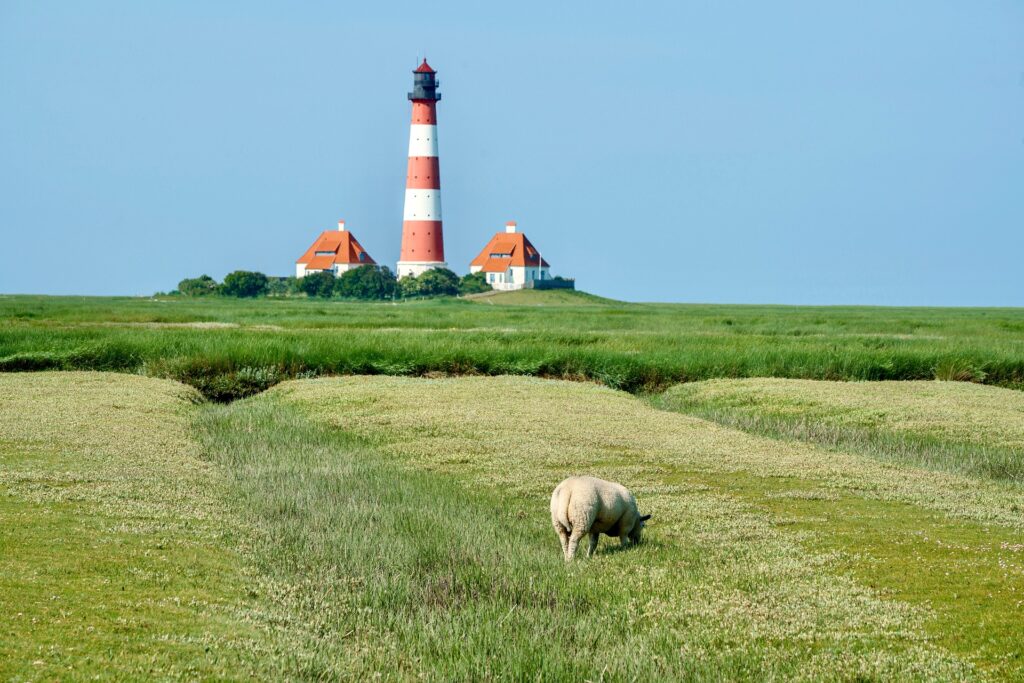 A sheep in a field