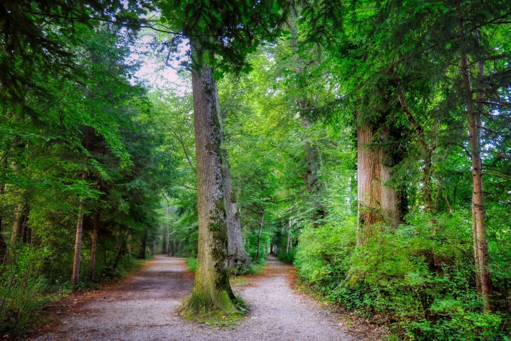Two paths in the woods